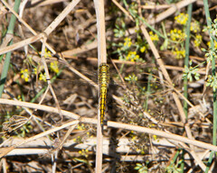 Orthetrum cancellatum