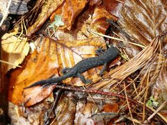 Ichthyosaura alpestris