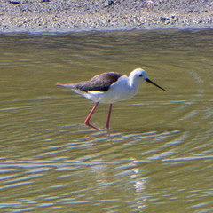 Himantopus himantopus