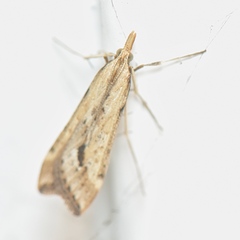 Diasemia monostigma