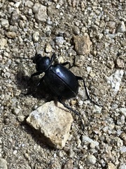 Calosoma peregrinator