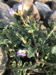 Cakile maritima