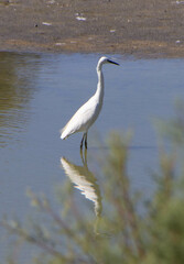 Egretta garzetta