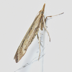 Diasemia monostigma