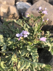 Cakile maritima