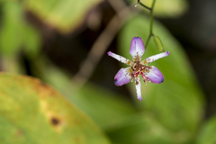 Tricyrtis lasiocarpa