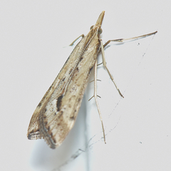 Diasemia monostigma
