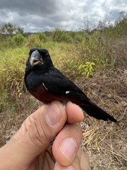 Sporophila angolensis