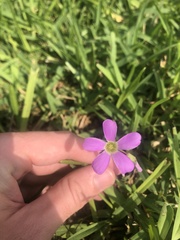 Oxalis drummondii