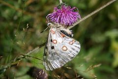 Parnassius apollo