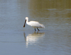 Platalea leucorodia