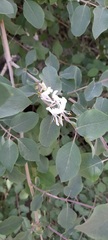 Lonicera nummulariifolia