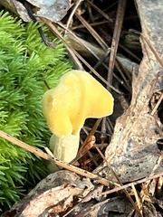 Entoloma murrayi