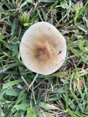 Russula amoenolens