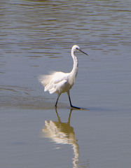 Egretta garzetta