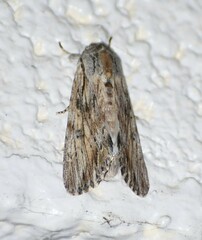 Spodoptera albula