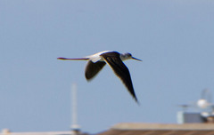 Himantopus himantopus