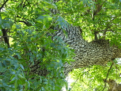 Fraxinus pennsylvanica