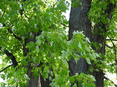 Acer saccharinum
