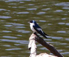Tachycineta albiventer