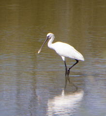 Platalea leucorodia