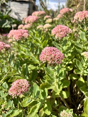 Hylotelephium maximum × spectabile