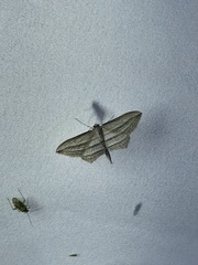 Arcobara multilineata