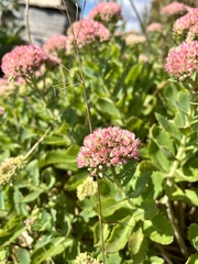 Hylotelephium maximum × spectabile