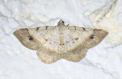 Frederickia subterminata