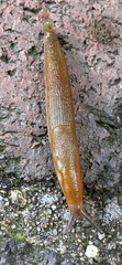 Mesarion