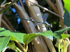 Austroargiolestes icteromelas