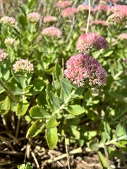 Hylotelephium maximum × spectabile