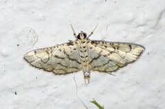 Hileithia rehamalis