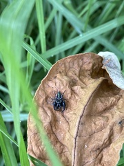Paraphidippus