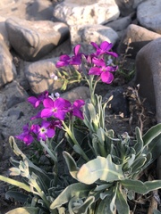 Matthiola incana