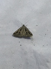 Callistege diagonalis