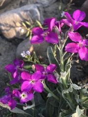 Matthiola incana