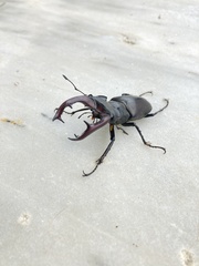 Lucanus cervus