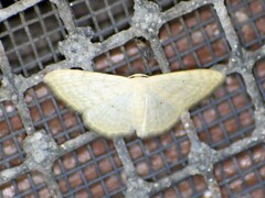Scopula benitaria