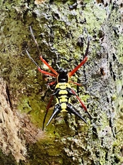 Micrathena kirbyi