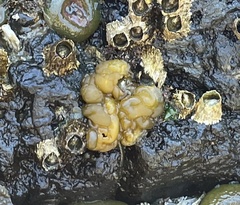 Leathesia marina