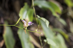 Tricyrtis lasiocarpa