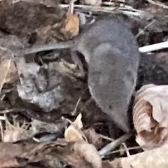 Soricidae