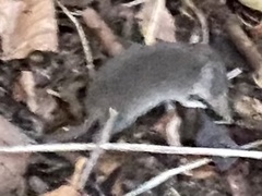 Soricidae