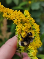 Bombus lucorum