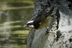 Coereba flaveola caboti