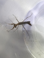 Litaneutria ocularis