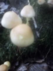 Cyclocybe aegerita