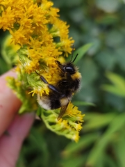 Bombus lucorum