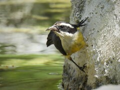 Coereba flaveola caboti